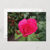 深いピンクローズ2 ポストカード (正面/裏面)
