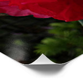 深いピンクロードデンドロン開花フローラ ポスター (コーナー)