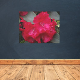 深いピンクロードデンドロン開花 メタルプリント