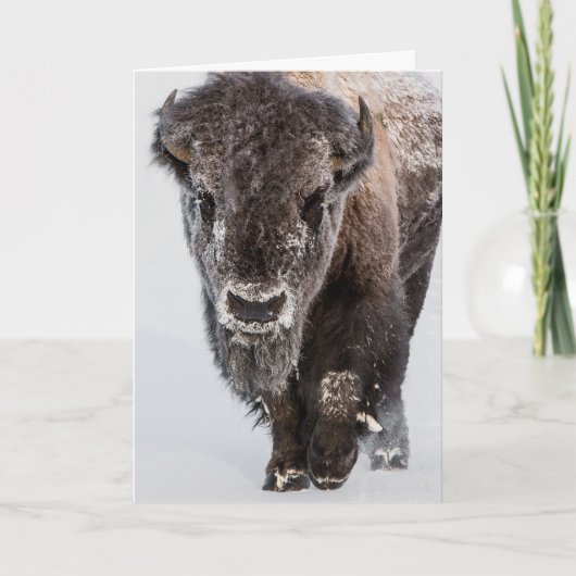 "深いフリーズ"ホリデーカード カード (正面)