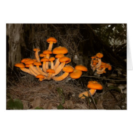 深い森の発見物