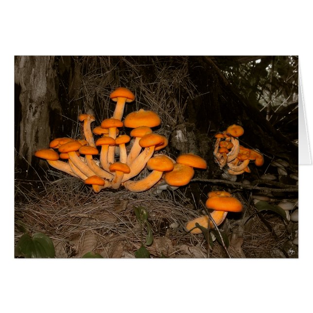 深い森の発見物 (正面横)