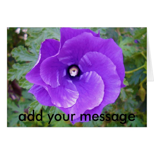 深い紫ハイビスカスの花、 (正面横)