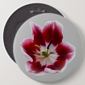 深い赤チューリップ 缶バッジ (正面&裏面)