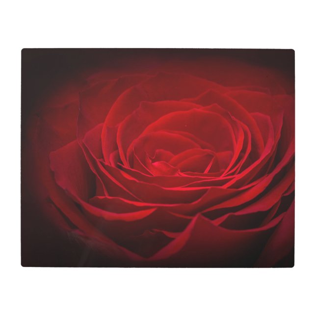 深い赤血バラオンブラック メタルプリント (正面)