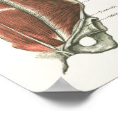 深い&コア安定筋肉の解剖学のポスター#1 ポスター (角)