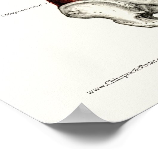 深い&コア安定筋肉の解剖学ポスター ポスター (角)