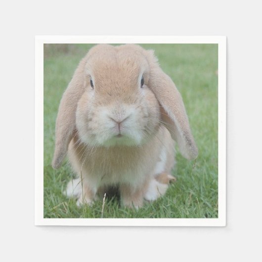 深刻なバニー写真 スタンダードカクテルナプキン (正面)