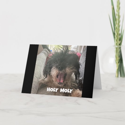 深刻な犬が「40歳の誕生日おめでとう」と言う カード (正面)