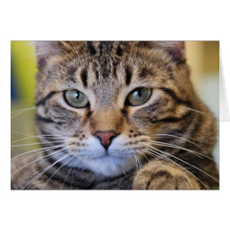 深刻な緑色の目の虎猫猫