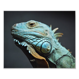 深刻イグアナポートレート フォトプリント