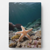 深海のヒトデ フォトプラーク (正面)