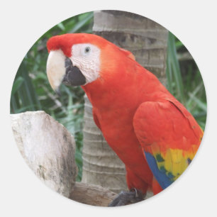 深紅のコンゴウインコの写真撮影 ラウンドシール