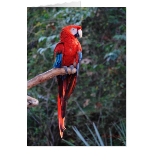 深紅のコンゴウインコ (正面)
