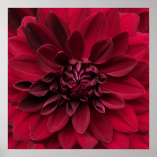 深紅のダリアの芸術-アラビアンナイトの花 ポスター