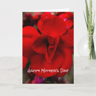 深紅のベゴニア カード