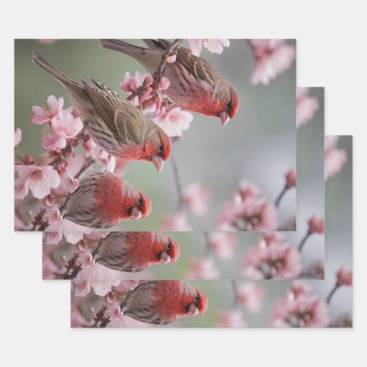 "深紅の三重奏：ピンクの花の中で赤いフィンチ" ラッピングペーパーシート (セット)