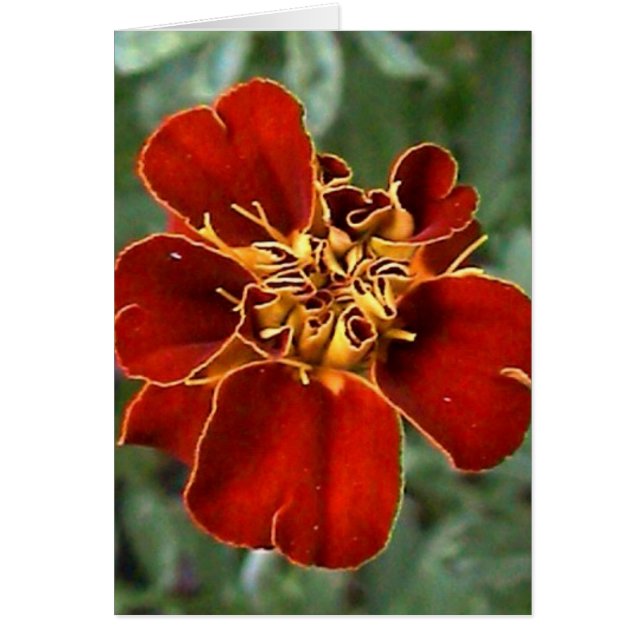 深紅の美しい (正面)