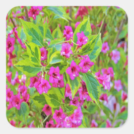 深紅の花が咲く美しい緑のワイゲラ スクエアシール