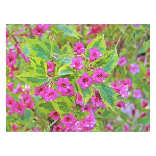 深紅の花が咲く美しい緑のワイゲラ テーブルクロス (正面(横))