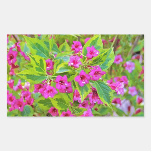 深紅の花が咲く美しい緑のワイゲラ 長方形シール (正面)