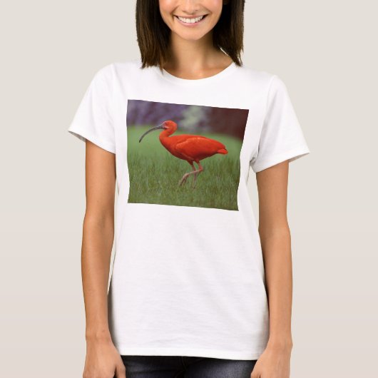 深紅トキ亜科 Tシャツ (正面)