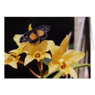 深紅色パッチの蝶