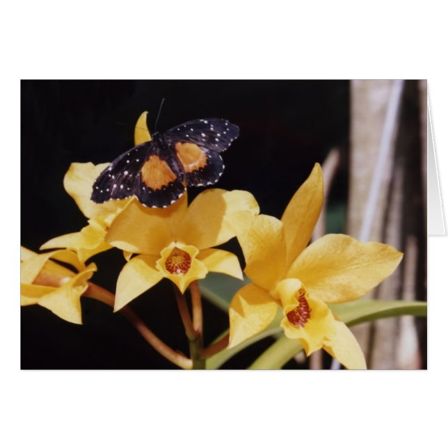 深紅色パッチの蝶 (正面横)