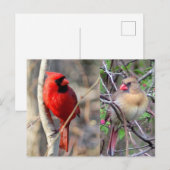 深紅色自然はがき ポストカード (正面/裏面)