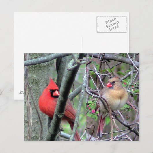 深紅色(春) ポストカード (正面/裏面)