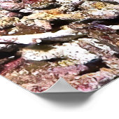 深紅魚 ポスター (角)