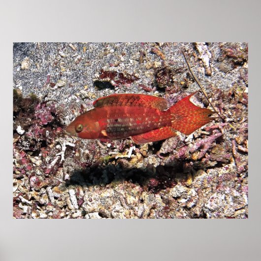 深紅魚 ポスター (正面)