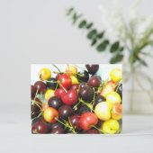 混合さくらんぼはがき ポストカード (スタンド正面)