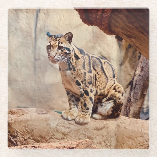 混濁したヒョウ写真自然野生動物 ガラスコースター (正面)