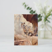 混濁したヒョウ写真自然野生動物 ポストカード (スタンド正面)