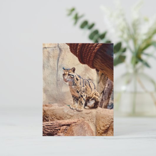 混濁したヒョウ写真自然野生動物 ポストカード (スタンド正面)