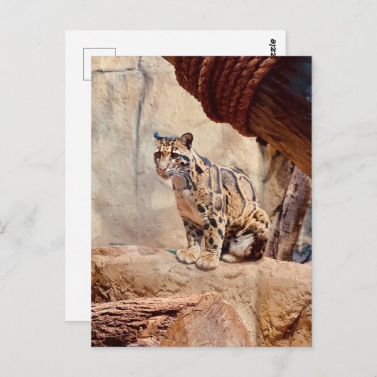 混濁したヒョウ写真自然野生動物 ポストカード (正面/裏面)