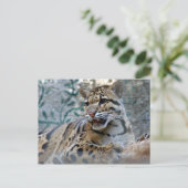 混濁ヒョウ–1 4x6 ポストカード (スタンド正面)