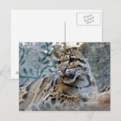 混濁ヒョウ–1 4x6 ポストカード (正面/裏面)