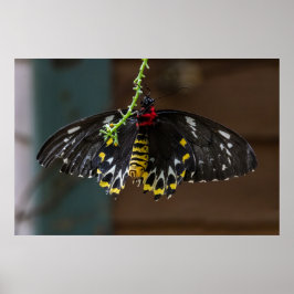 添付の ポスター