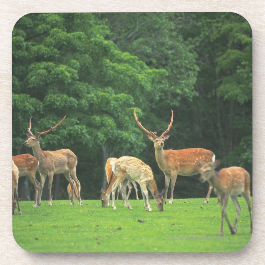 清算に立っているSikaのシカ コースター (正面)