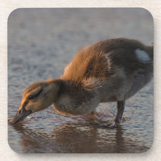 渇いたベビー コースター (正面)