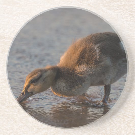 渇いたベビー コースター (正面)