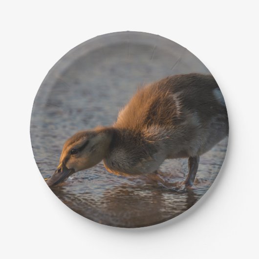 渇いたベビー ペーパープレート (正面)