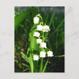 渓谷の花のユリ ポストカード