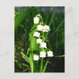 渓谷の花のユリ ポストカード