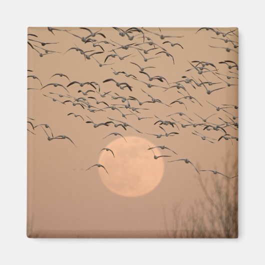 渡り雪ガチョウのグループGrus マグネット (正面)