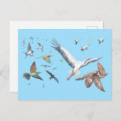 渡り鳥の飛行を追跡するイラストレーション シーズンポストカード (正面/裏面)