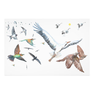 渡り鳥の飛行を追跡するイラストレーション フォトプリント