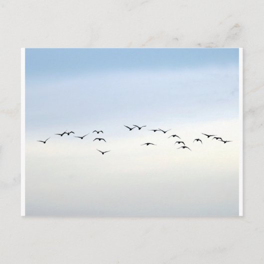 渡り鳥 ポストカード (正面)